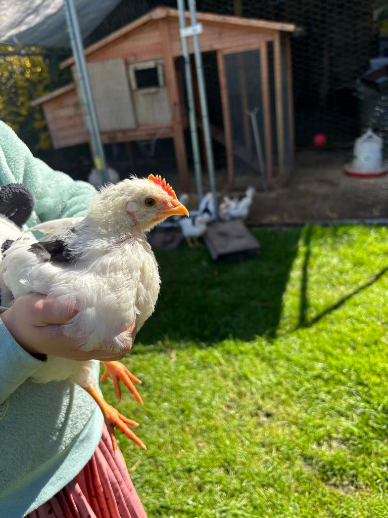 Bonte leghorn haantjes kuikens, Dieren en Toebehoren, Pluimvee, Mannelijk, Kip