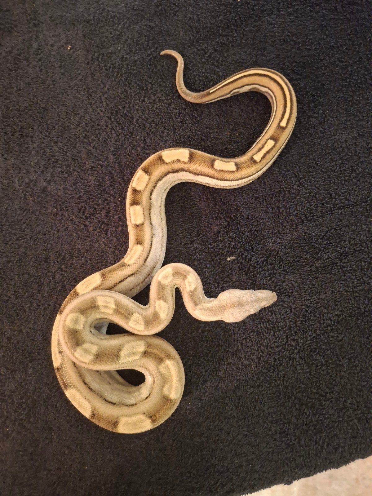 Boa Constrictor Imperator Boa Constrictor photo 3