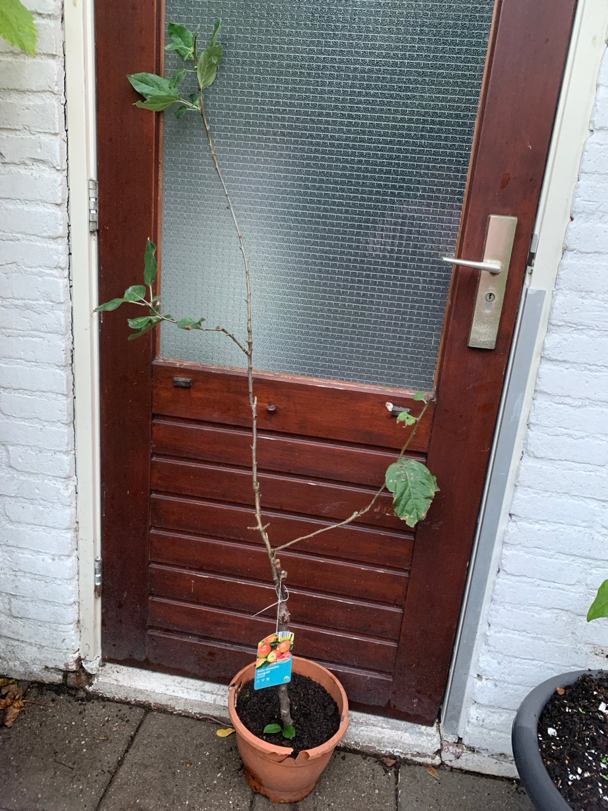 Dwerg appelboom Jonagold - Jonge boom in pot, Ophalen, In pot, Lente