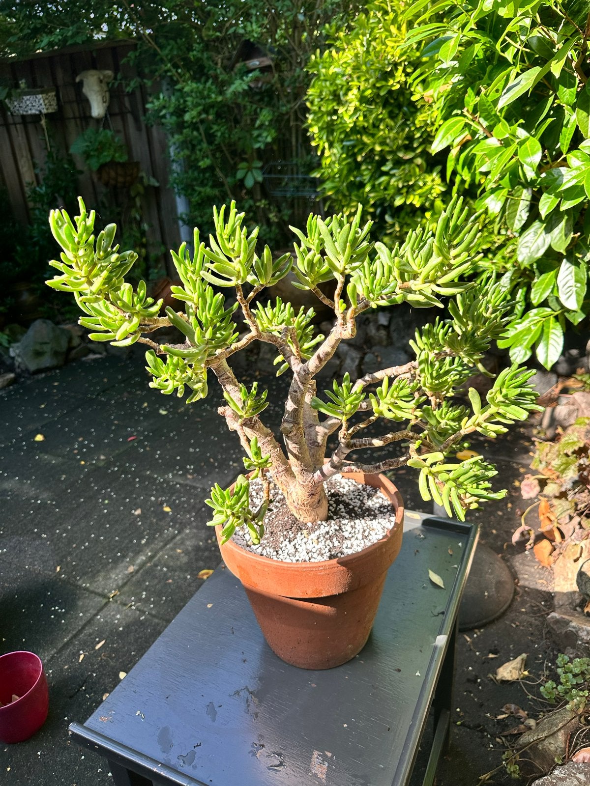 Grote Crassula Ovata Gollum  inclusief pot, Ophalen, Vetplant, In pot, Minder dan 100 cm