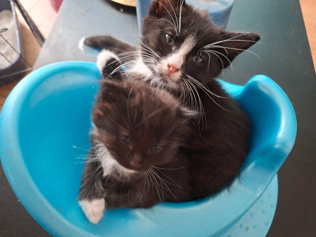 Kittens, Meerdere dieren, 0 tot 2 jaar
