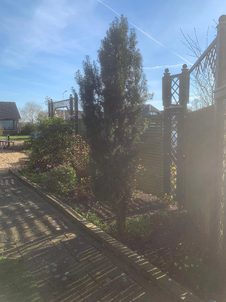 Venijnboom Taxus fastgiata robusta, Vaste plant, Bloeit niet, Halfschaduw, Ophalen