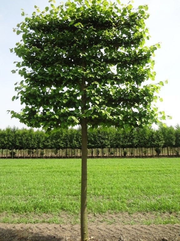 BOOM LEI-LINDE Tilia europaea 'Pallida' Koningslinde LEI DAK, Overige soorten, Volle zon, Vaste plant, Ophalen of Verzenden