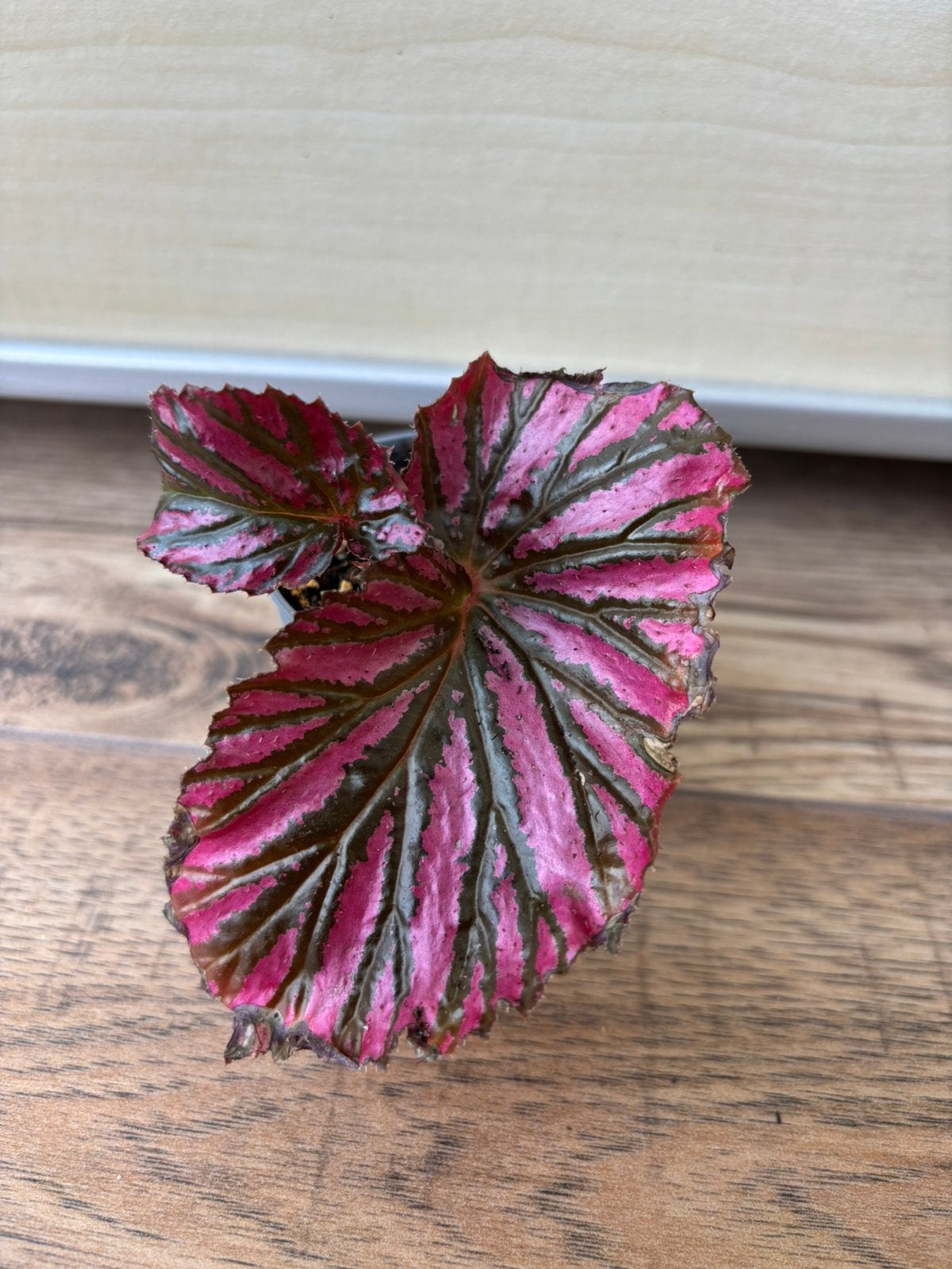 Begonia brevirimosa, Huis en Inrichting, Kamerplanten, Ophalen of Verzenden