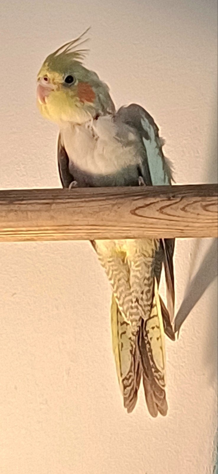 valkparkiet jongetje, Mannelijk, Dwergpapegaai of Agapornis