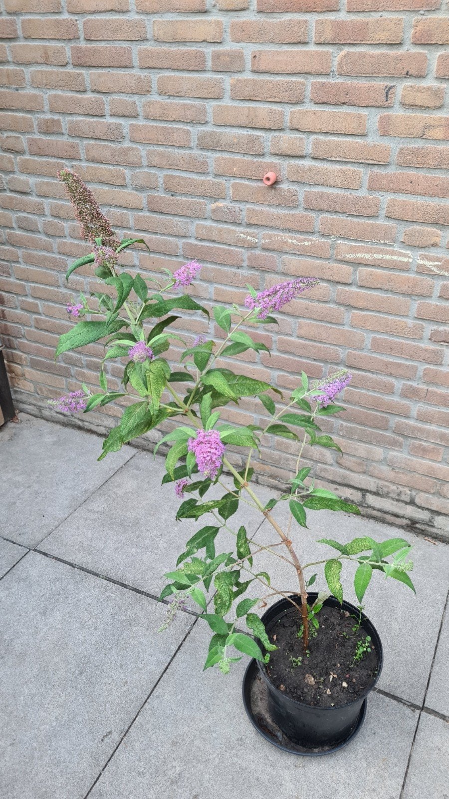 Vlinderstruik lilaroze, Tuin en Terras, Planten | Struiken en Hagen, Ophalen, Vlinderstruik, Minder dan 100 cm