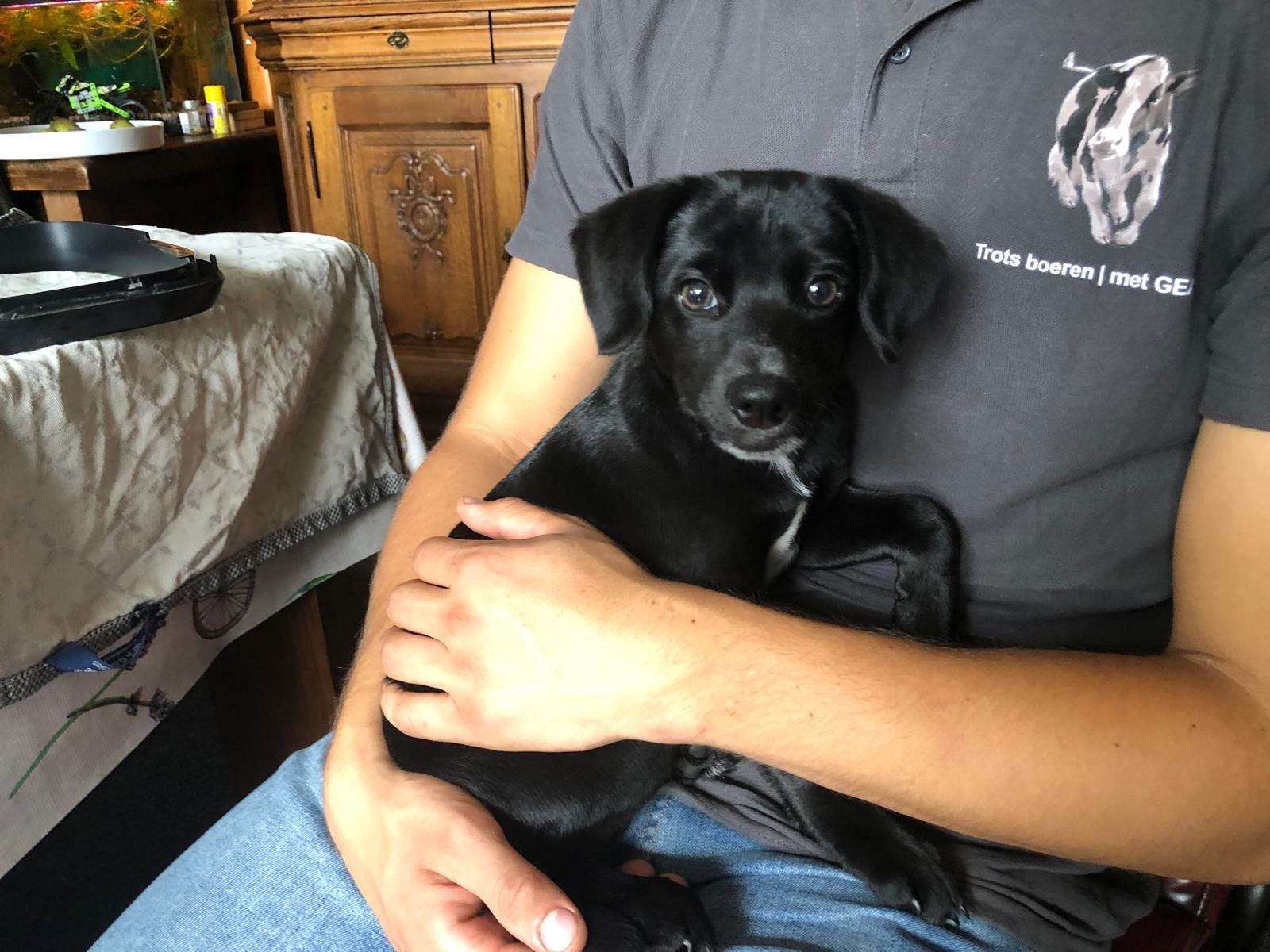 Boerenfox reu, 15 weken tot 1 jaar, Reu, Eén hond, Nederland