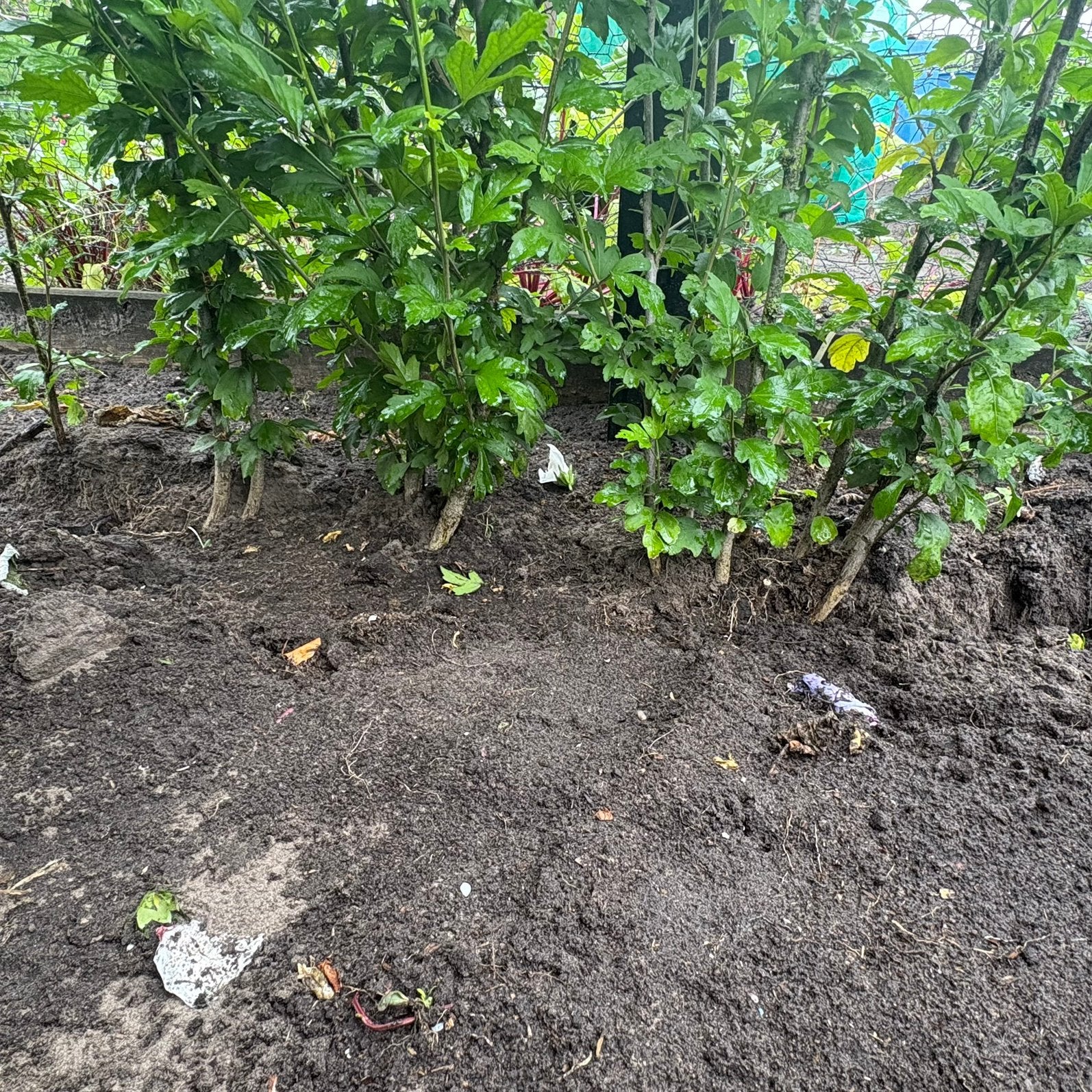 4 stuks hibiscus, Ophalen, Overige soorten, Minder dan 100 cm