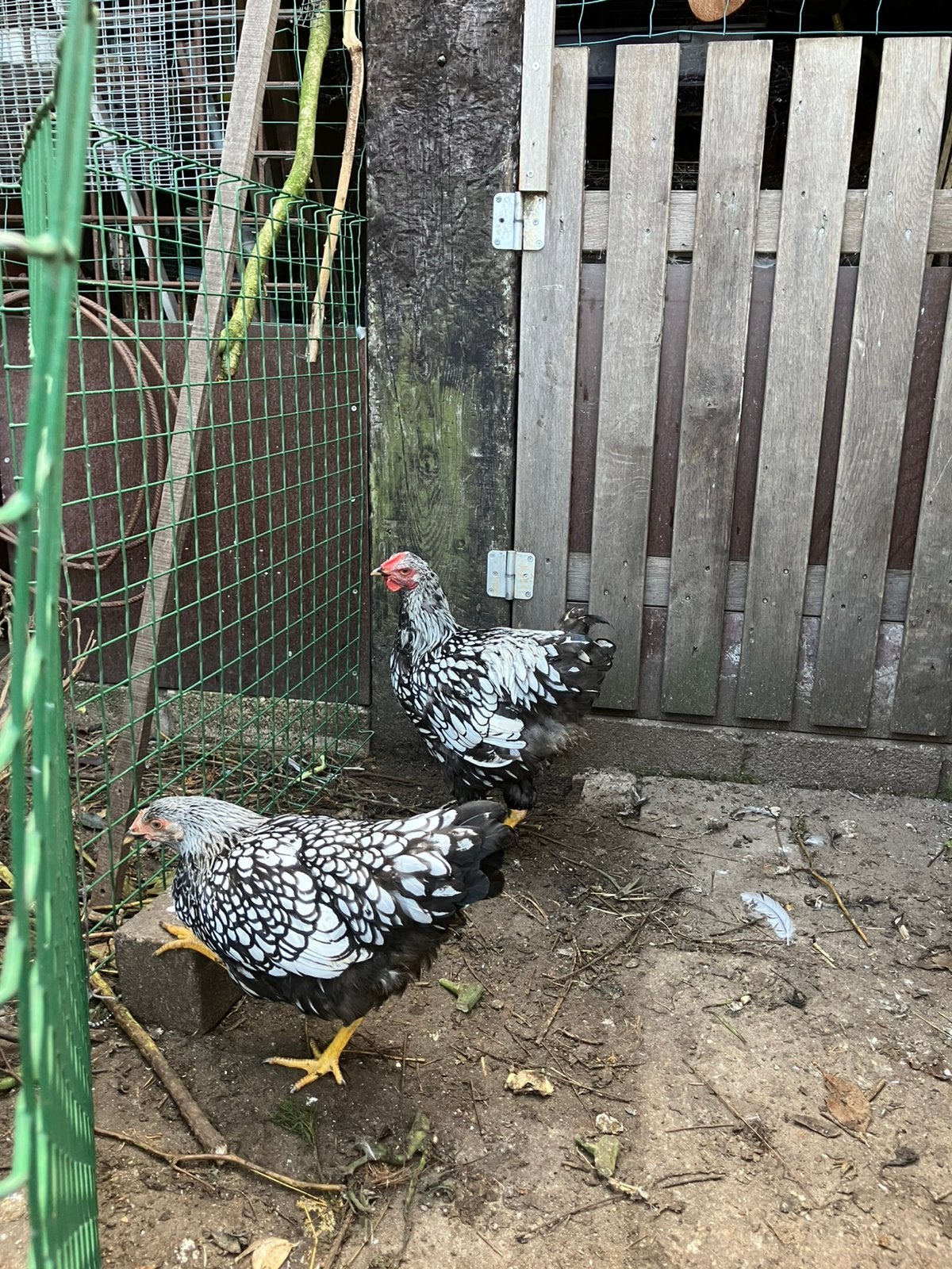 Kippen, Dieren en Toebehoren, Vrouwelijk, Kip