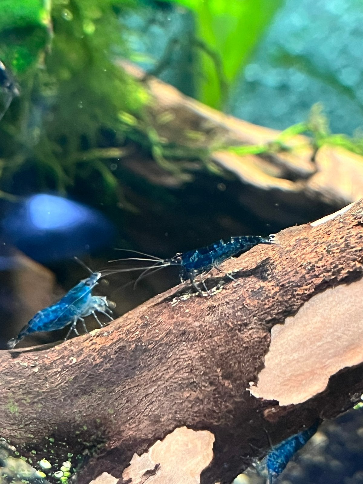 Blue Dream Garnalen, Blauwe Neo Caridina., Kreeft, Krab of Garnaal