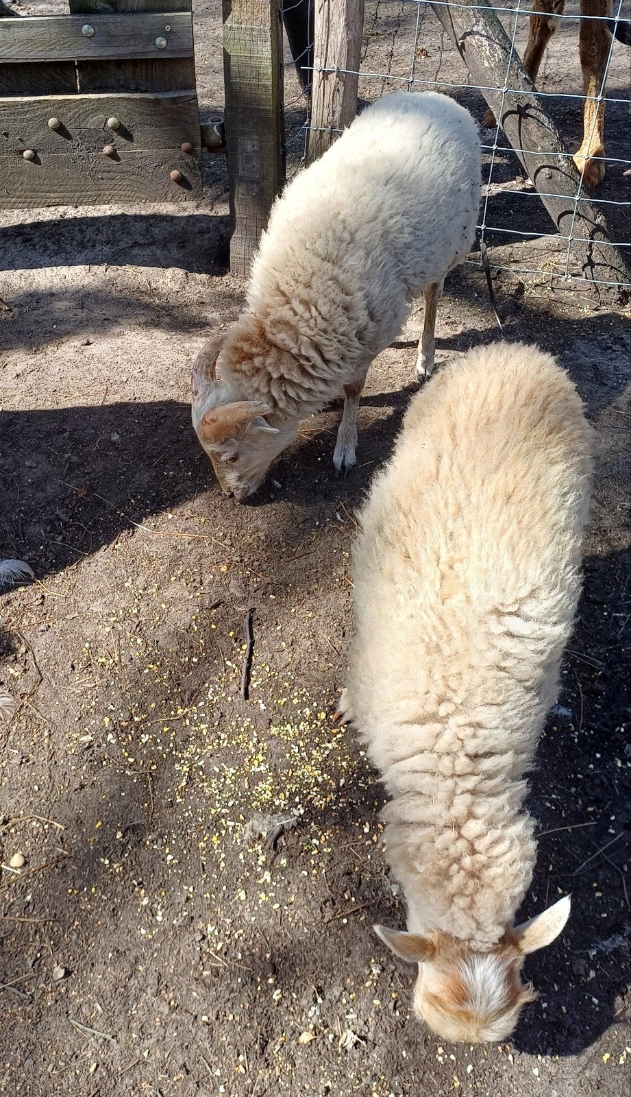 2x Ram lam ouessant, Dieren en Toebehoren, Mannelijk, Schaap