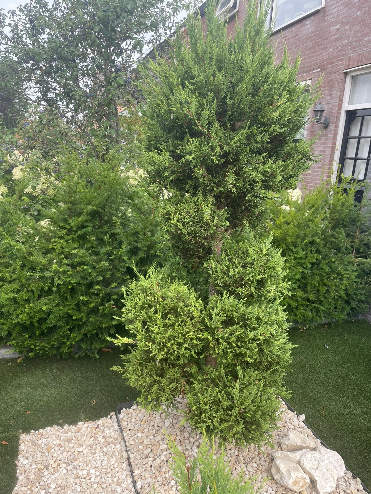 Bol conifeer, Tuin en Terras, Planten | Bomen, Bloeit niet, Halfschaduw, 100 tot 250 cm, Overige soorten
