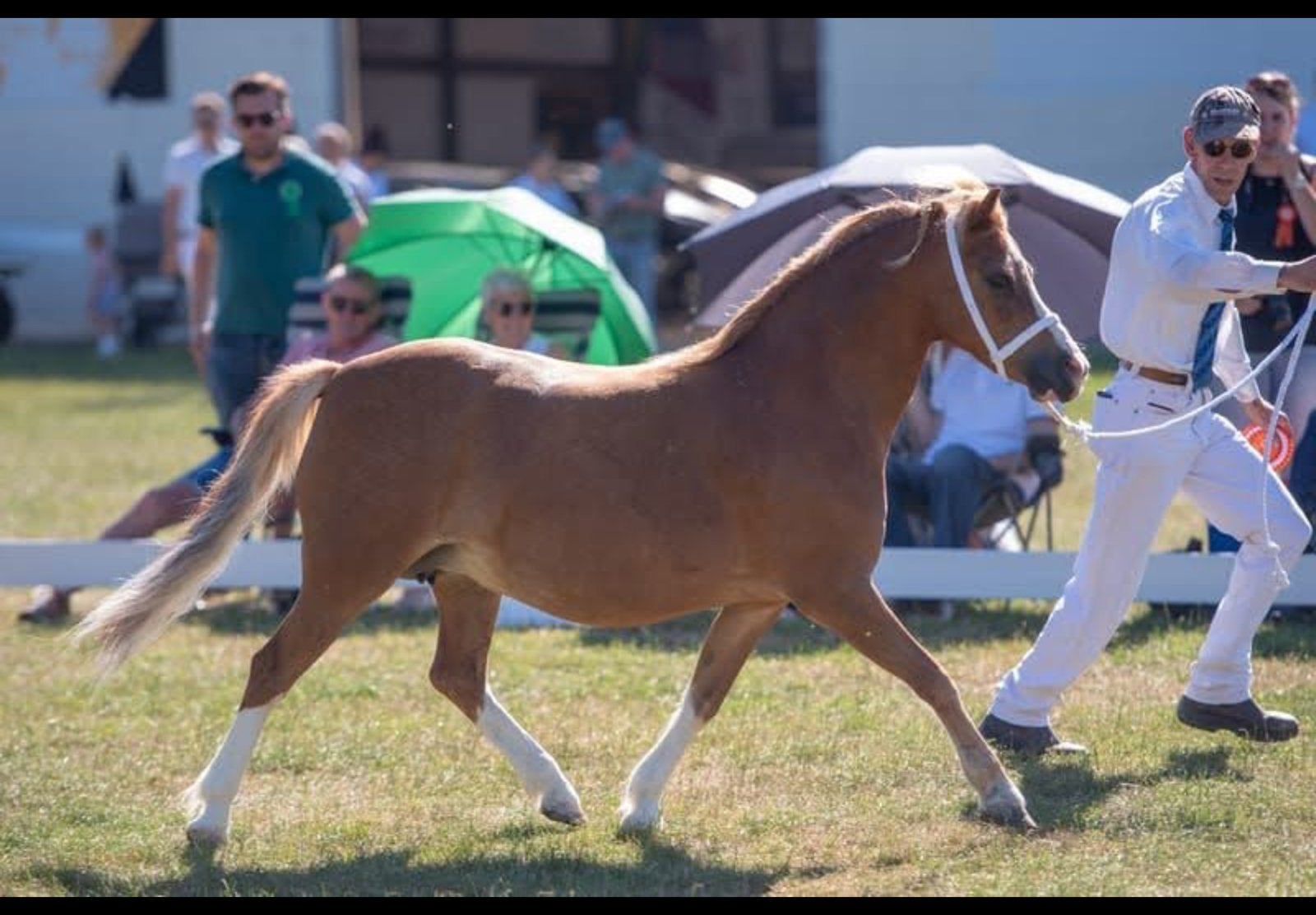 Prachtige welsh merrie unieke kans voor de fokkerij, Dieren en Toebehoren, Merrie, 11 jaar of ouder