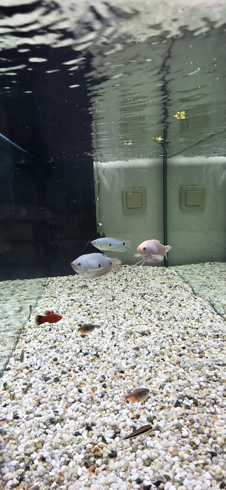 aquariumvissen te koop/Gratis, Dieren en Toebehoren, Vis