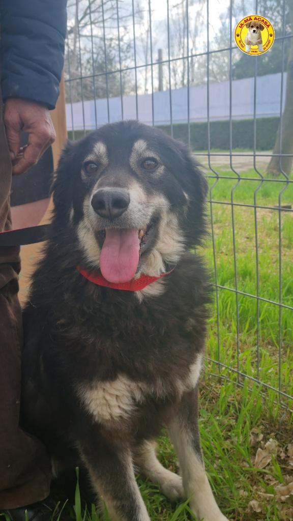 Lang wachtende, knappe Oreo ter adoptie !, Dieren en Toebehoren, Honden | Niet-rashonden, Particulier, Reu, 1 tot 2 jaar, Buitenland