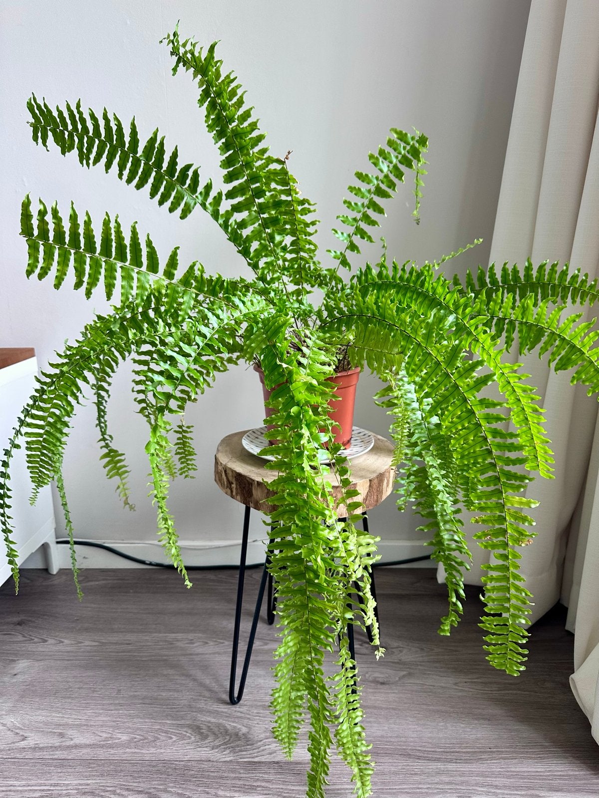 Grote Varen in pot - Ideaal voor elk interieur, Huis en Inrichting, Kamerplanten, Overige soorten, In pot, Minder dan 100 cm, Groene kamerplant