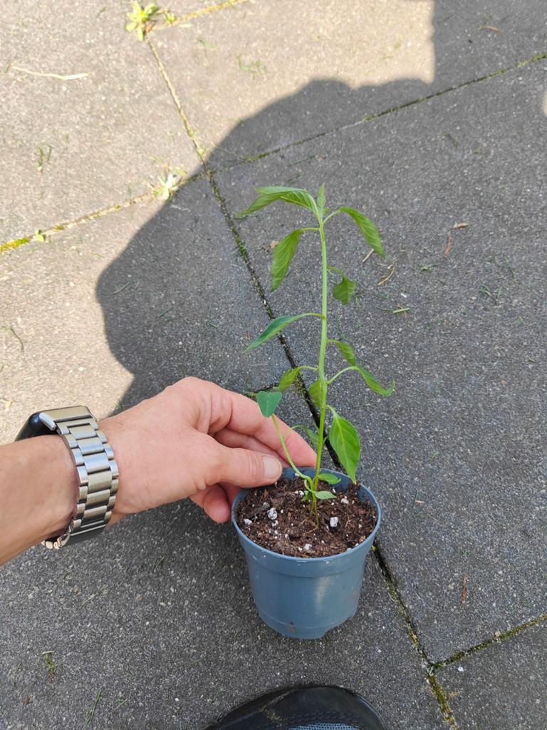 Goed gewortelde Chili / Cayenne peper plantjes, Tuin en Terras, Planten | Tuinplanten, Ophalen of Verzenden
