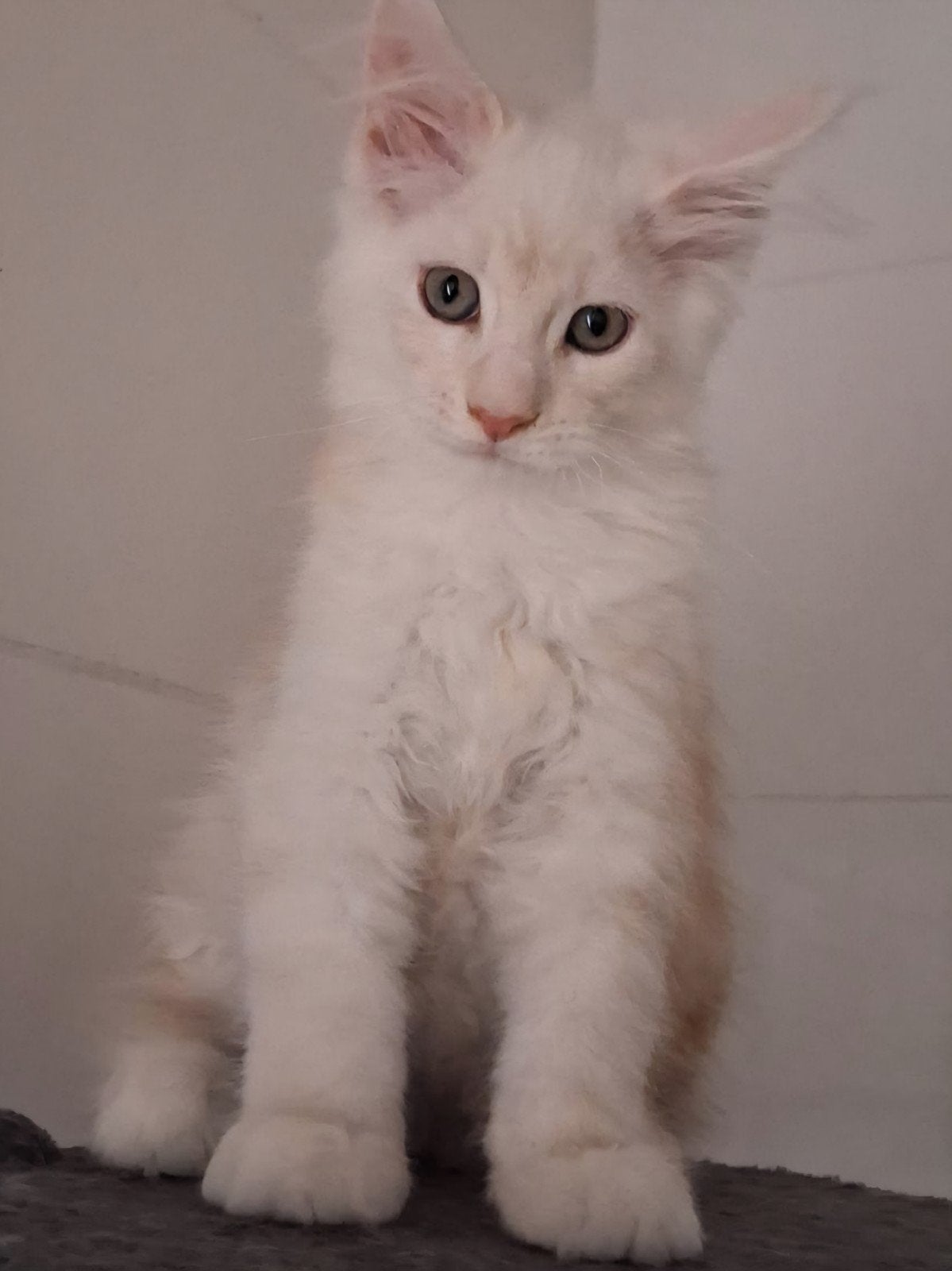 Maine coon met stamboom, Dieren en Toebehoren, Katten en Kittens | Raskatten | Langhaar, Meerdere dieren, Met stamboom, 0 tot 2 jaar