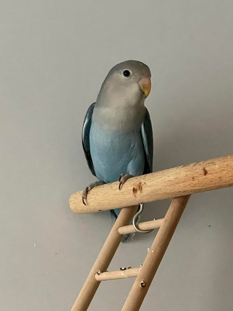 Prachtige Hand Tamme Agapornis Dwergpapegaai Lovebird, Meerdere dieren, Dwergpapegaai of Agapornis, Tam