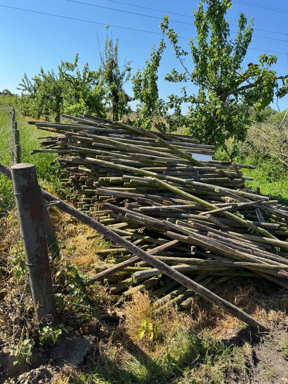 Bewerkte fruitboompalen gratis, Tuin en Terras, Palen, Balken en Planken, Ophalen, Gebruikt, 250 cm of meer, Palen