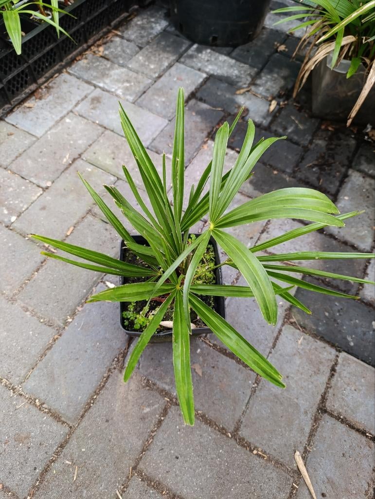 Trachycarpus wagnerianus x nanus, Tuin en Terras, Planten | Tuinplanten, Ophalen of Verzenden, Overige soorten, Volle zon