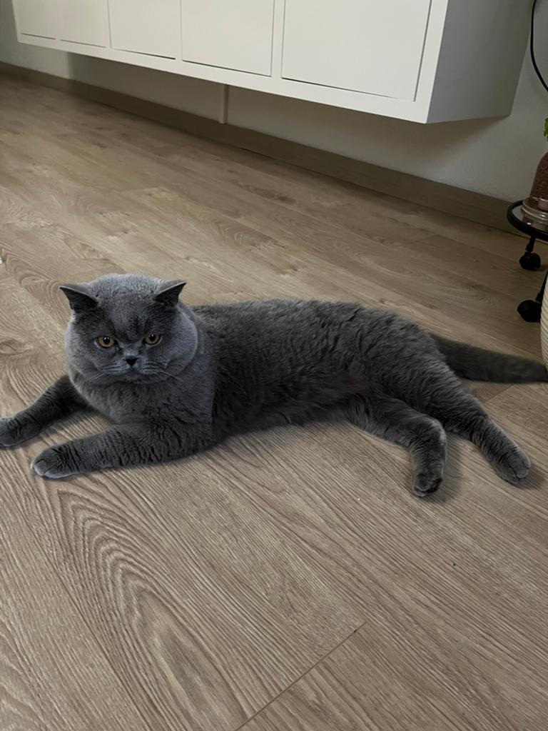 Dekkater britse korthaar, Kater, Met stamboom, 0 tot 2 jaar