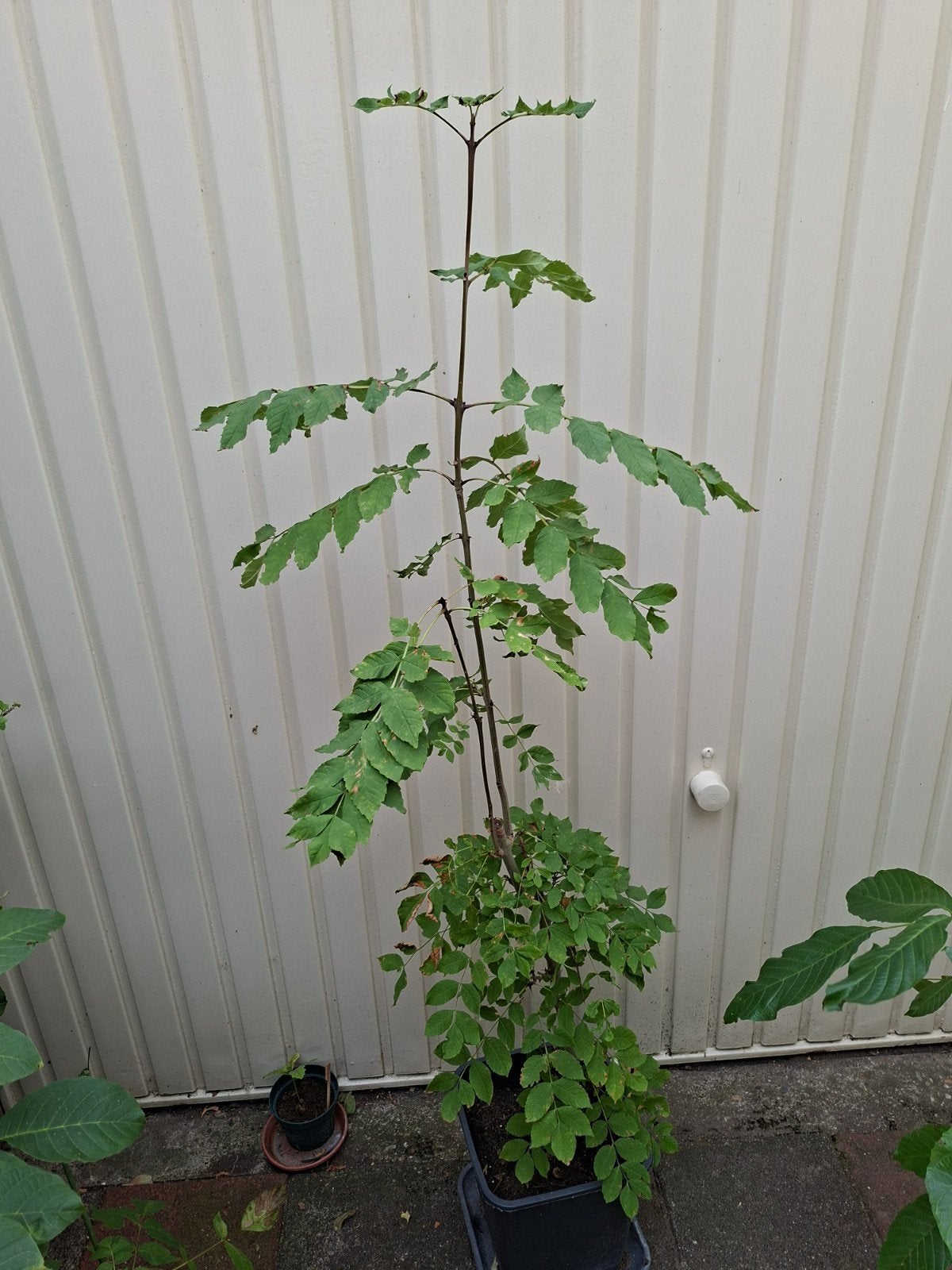 Es, Tuin en Terras, Planten | Bomen, Ophalen, Bloeit niet, Halfschaduw, Overige soorten