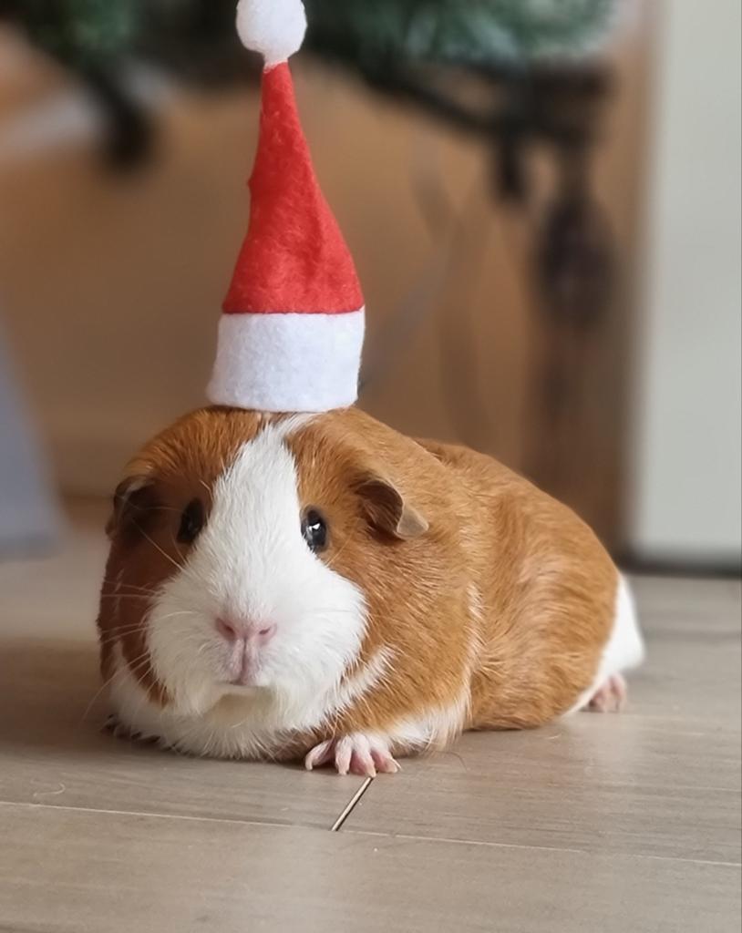 Gouden mandje gezocht voor 5 jarige cavia.. zeugje, Dieren en Toebehoren, Cavia, April, Vrouwelijk, Tam