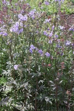 Polemonium yezoense 'Purple Rain Strain' in een P11 pot., Overige soorten, Volle zon, Vaste plant, Ophalen of Verzenden