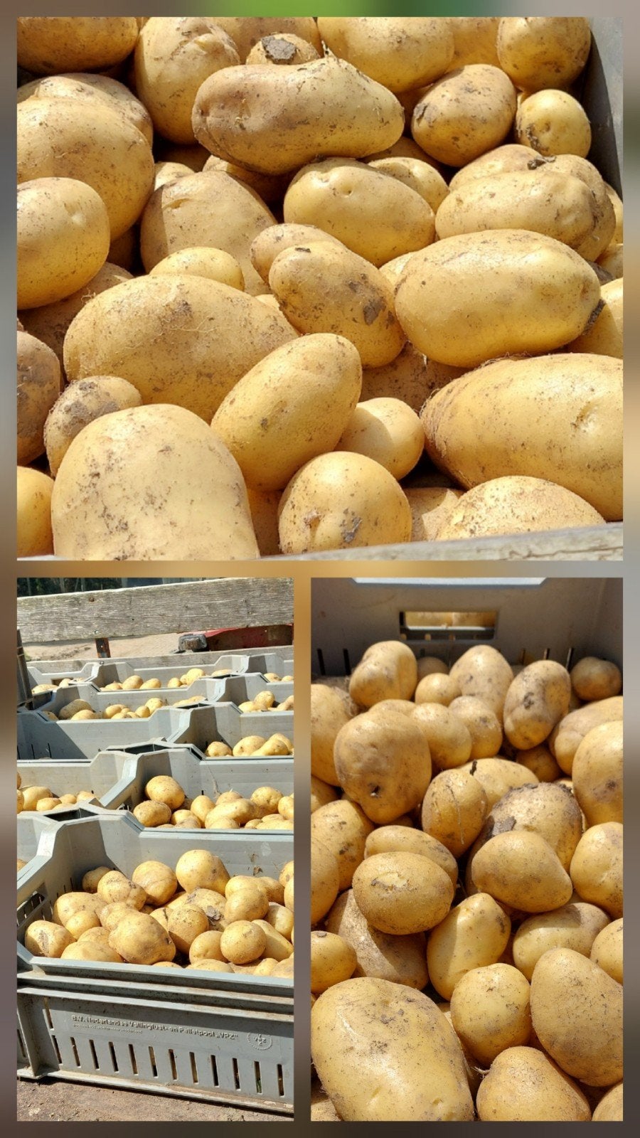 obama aardappelen 0,80 per kilo, Diversen, Ophalen