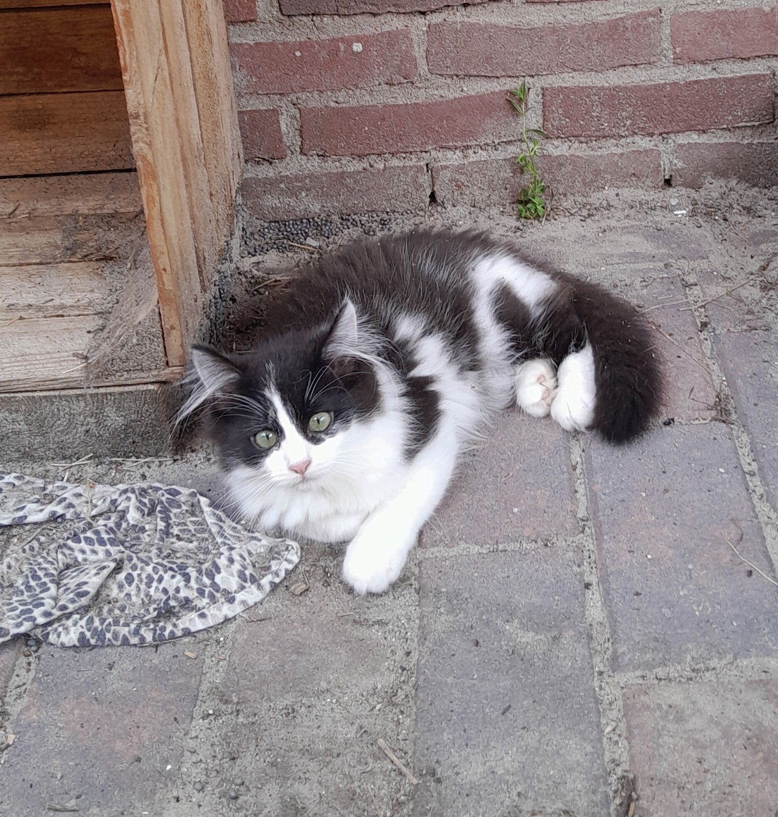 Erg lieve kitten., Poes