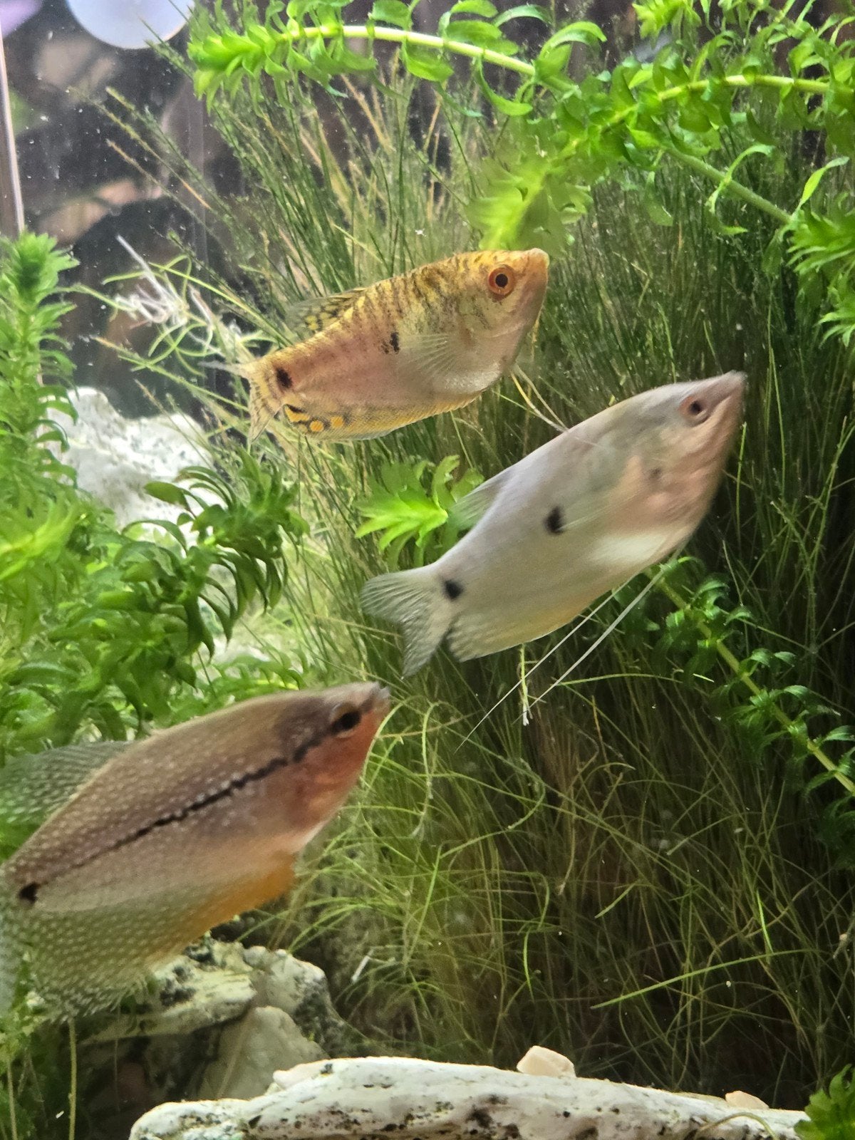 3 Gourami's tropische vissen (harem), Vis