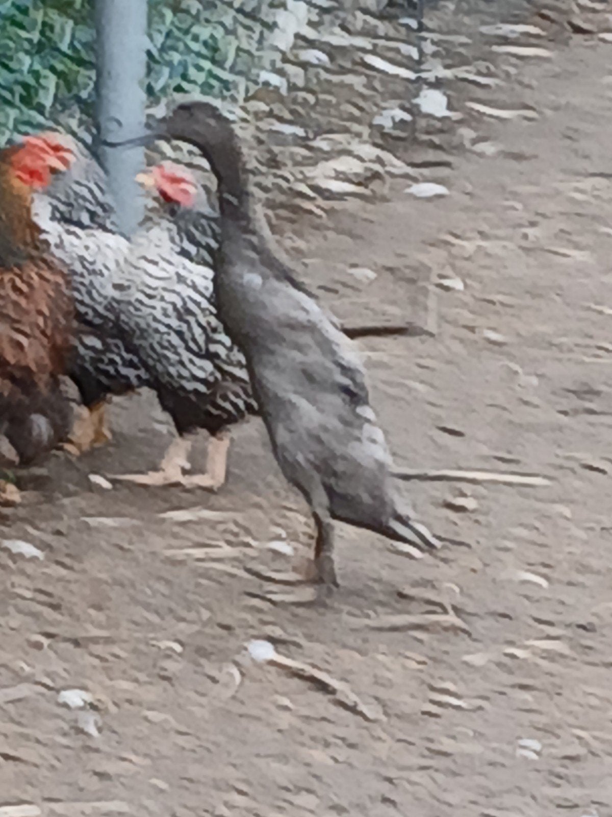 Indische loopeenden, Dieren en Toebehoren, Pluimvee, Meerdere dieren, Eend