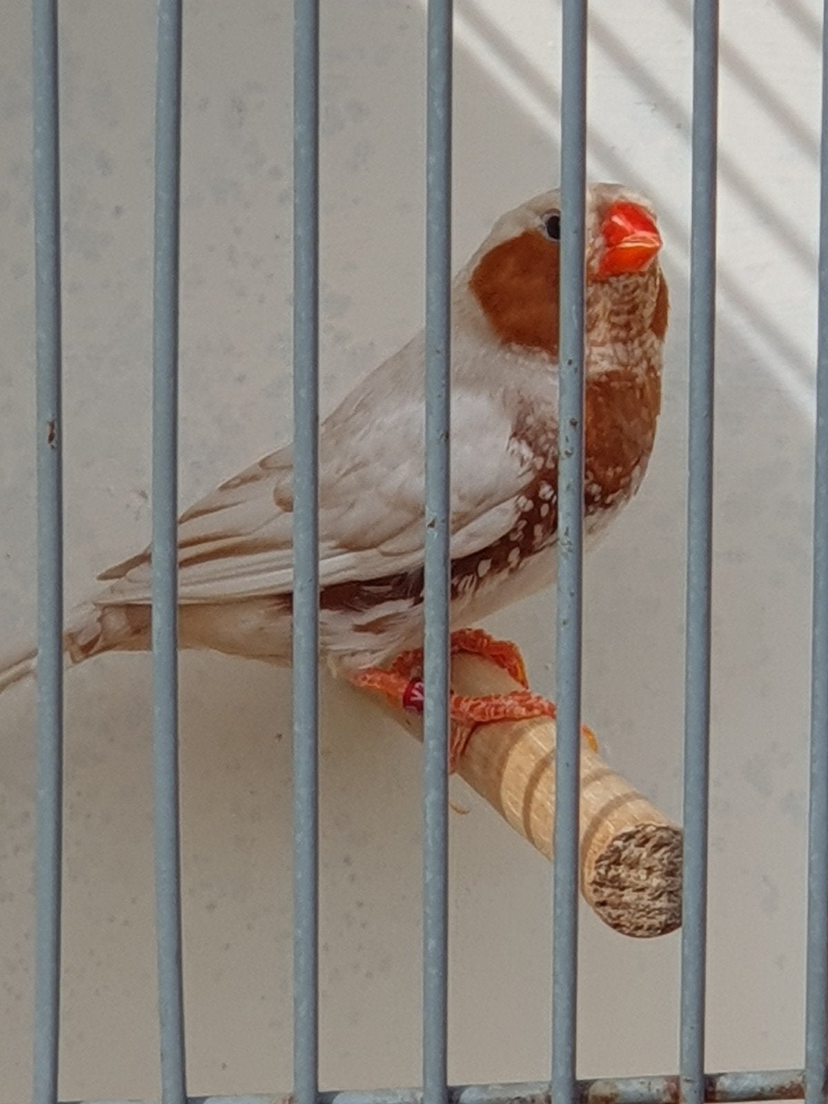 Zebravink bruin, Dieren en Toebehoren, Vogels | Overige Vogels, Meerdere dieren, Tropenvogel, Geringd
