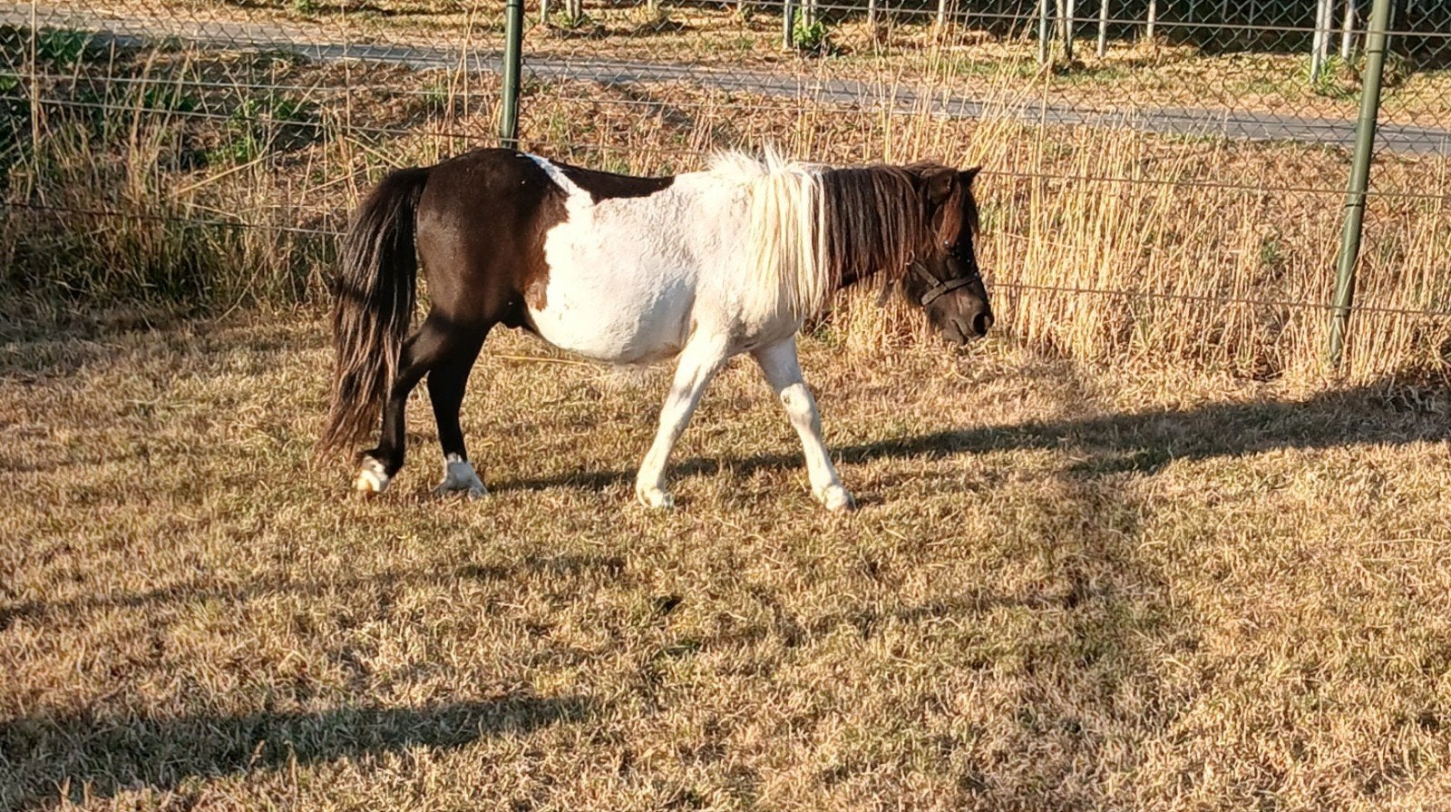 2 Shetland pony's hengsten, beide 1 jaar oud, stamboom, Met stamboom, Minder dan 160 cm, Niet van toepassing, 0 tot 2 jaar