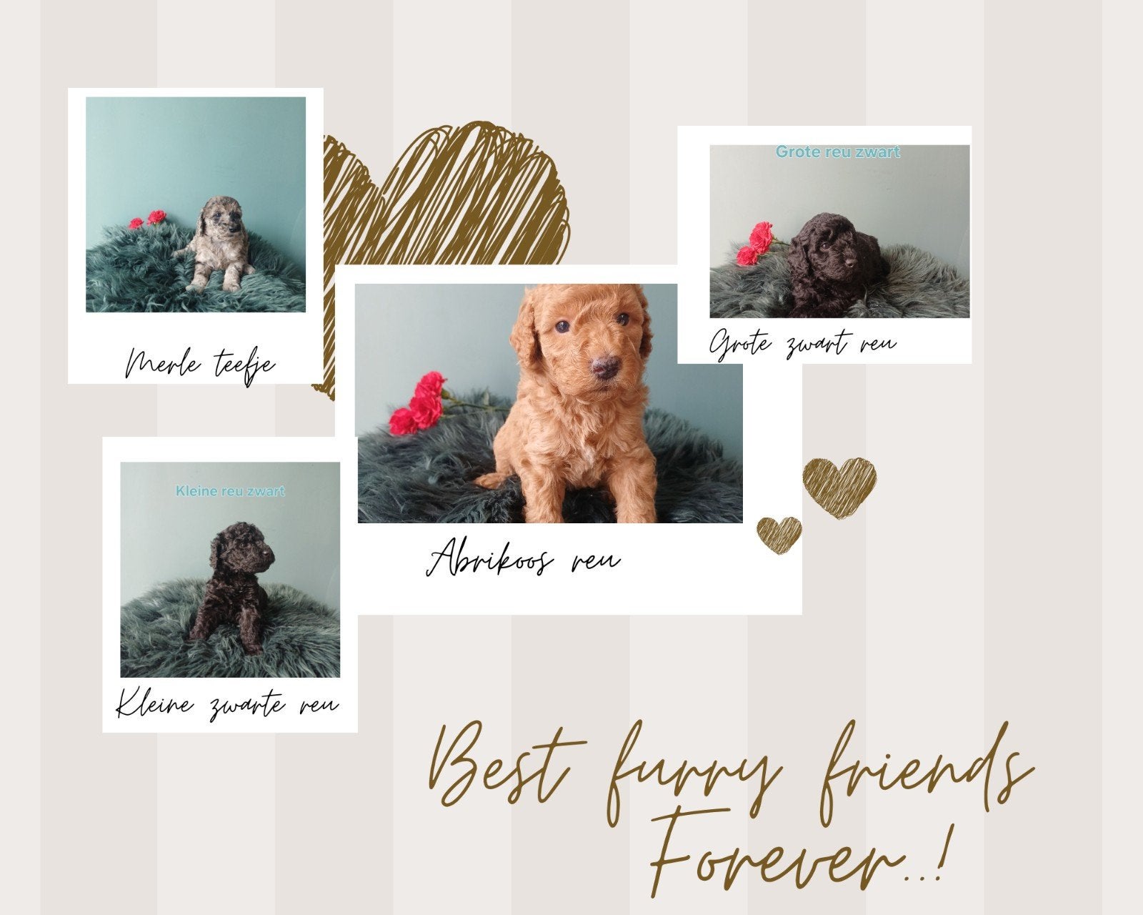 Nog 4 van 9 multigen Labradoodle met afstammingsbewijs, Dieren en Toebehoren, Parvo, Overige rassen, 8 tot 15 weken, Meerdere