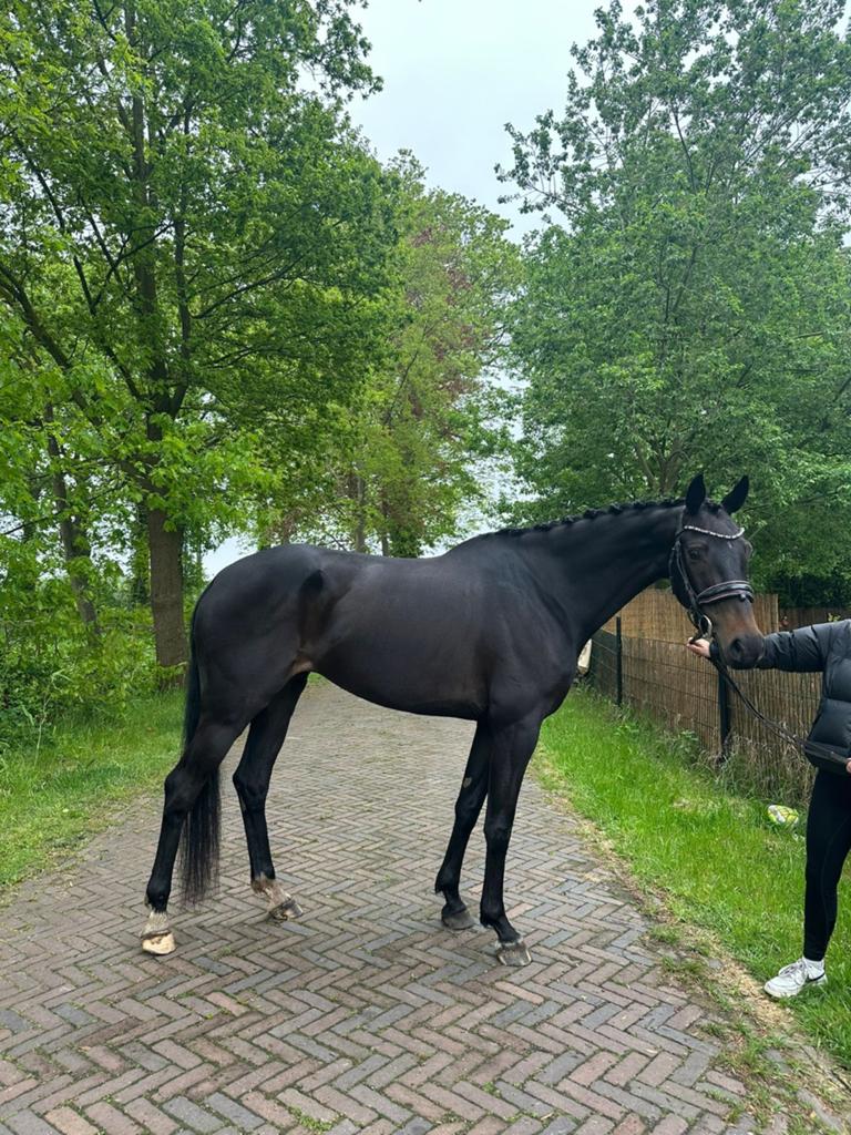 Prachtige 6 jarige jazz maal jameson Rs2, Dieren en Toebehoren, Merrie, Dressuurpaard, 3 tot 6 jaar