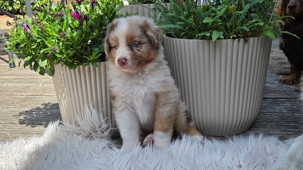 Mooie, lieve raszuivere Australian Shepherd pups te koop!, Parvo, 8 tot 15 weken, Meerdere, Meerdere dieren