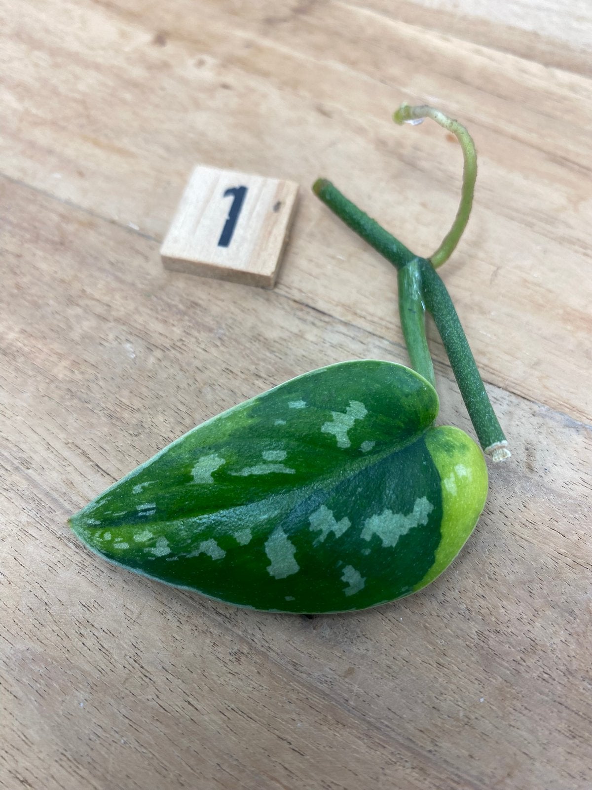 Scindapsus Marahuyo Variegata Stek #1, Huis en Inrichting, Ophalen of Verzenden, Halfschaduw, Minder dan 100 cm