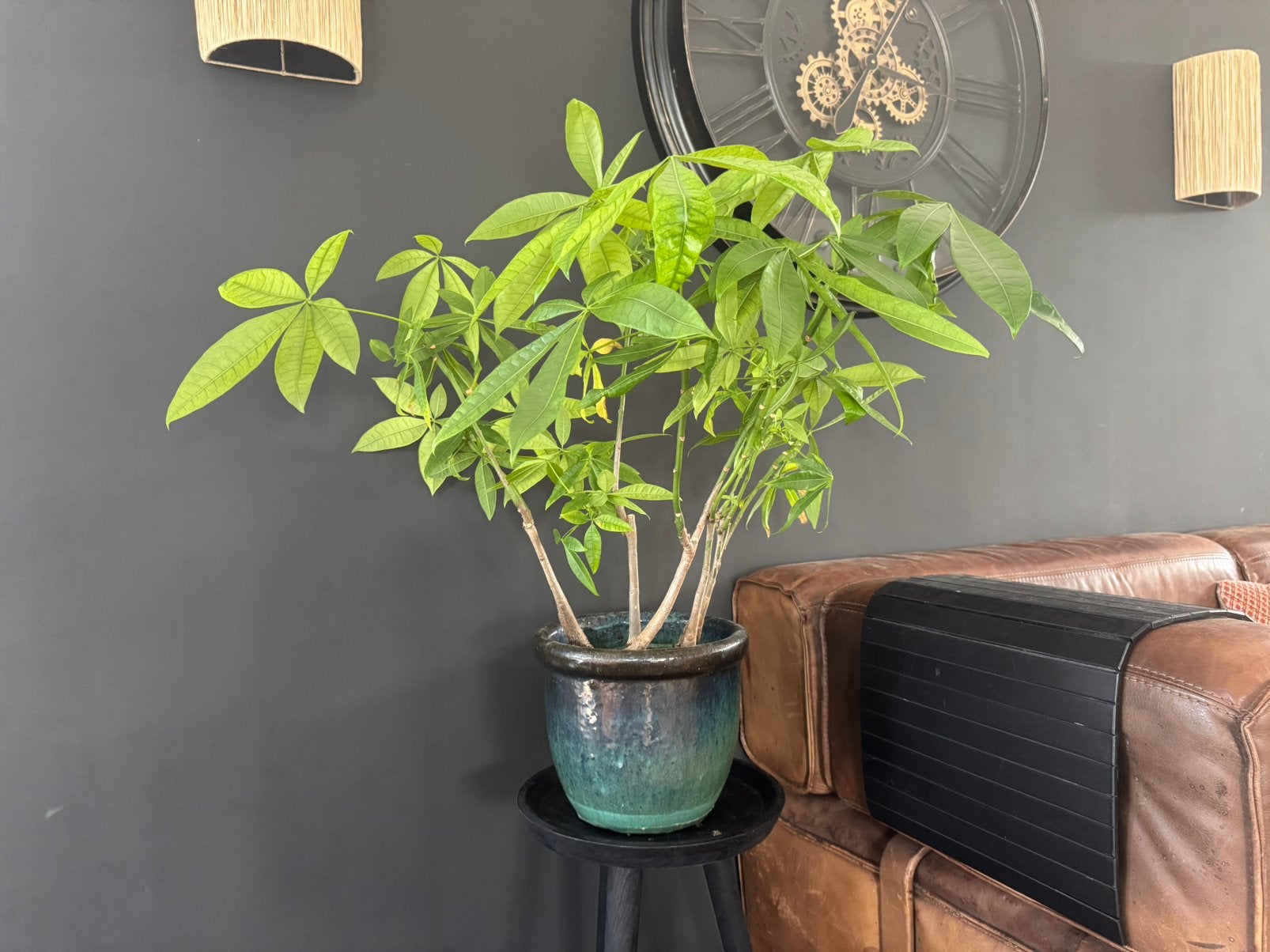 Grote Pachira (geldboom) in keramische pot 28cm, Ophalen, Overige soorten, Halfschaduw, In pot