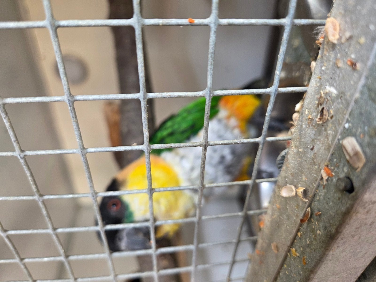 caique papegaai, Mannelijk, Papegaai, Geringd