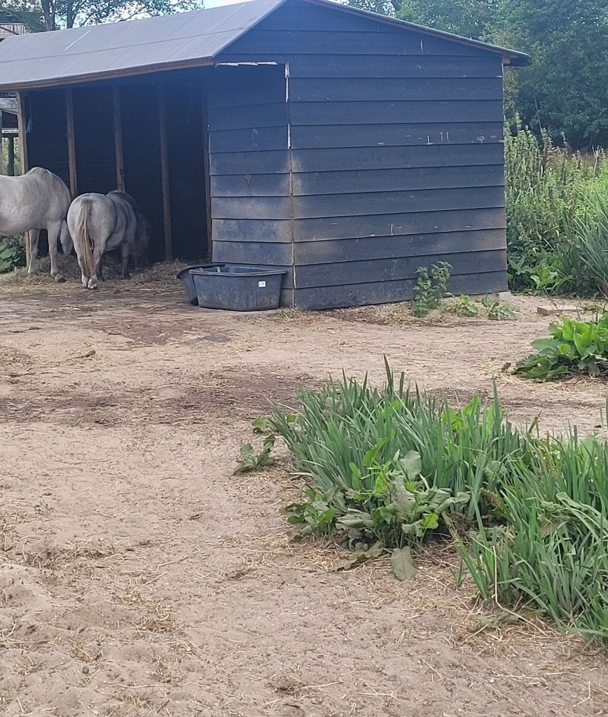 Stalling shetlander capelle aan den ijssel, Stalling