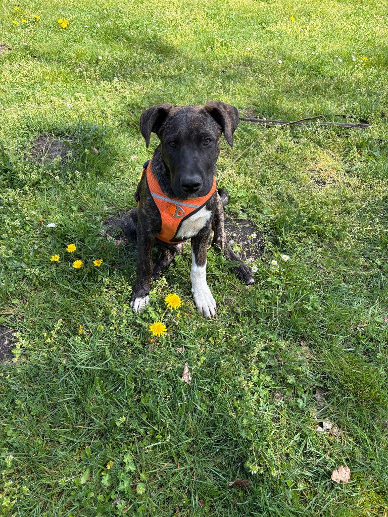"Gebruiksklare" Puppy's ~ Duitse Herder x Dogo Argentino, Dieren en Toebehoren, Honden | Niet-rashonden, België, Particulier, 15 weken tot 1 jaar