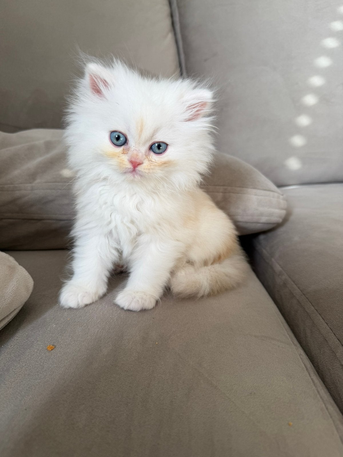 Perzisch kittens, Dieren en Toebehoren, Meerdere dieren, Langharig