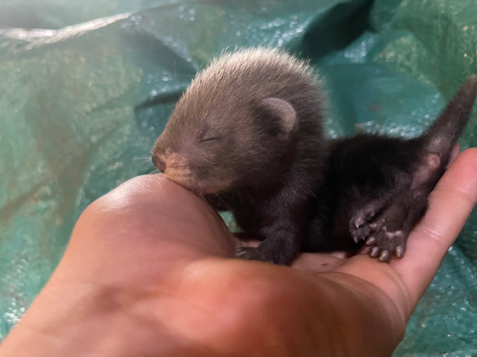 Fretten puppy’s, Dieren en Toebehoren, Overige Dieren, Juni, Meerdere dieren