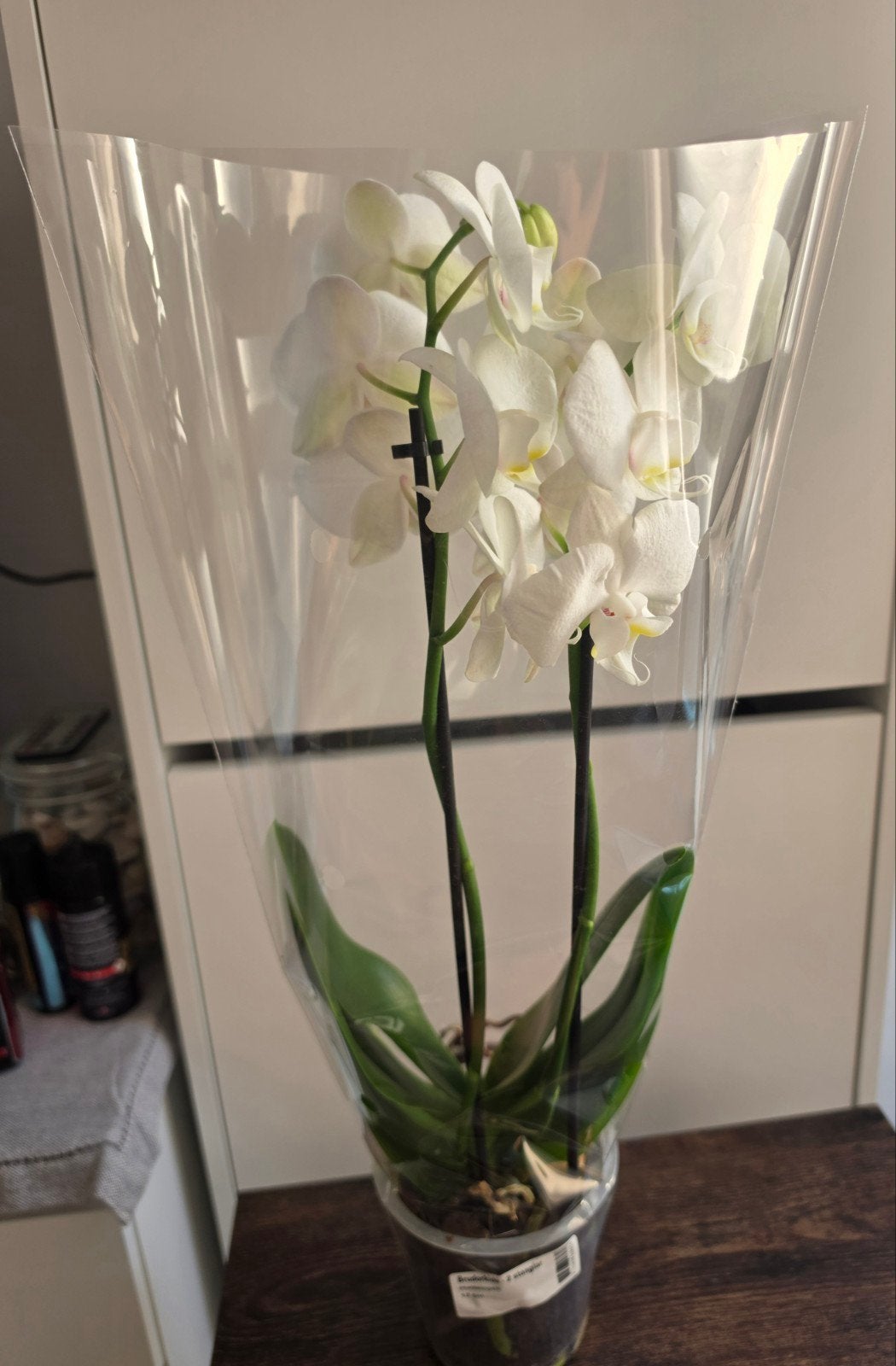 Witte Orchidee - Phalaenopsis, Vaste plant, Halfschaduw, Lente, Ophalen