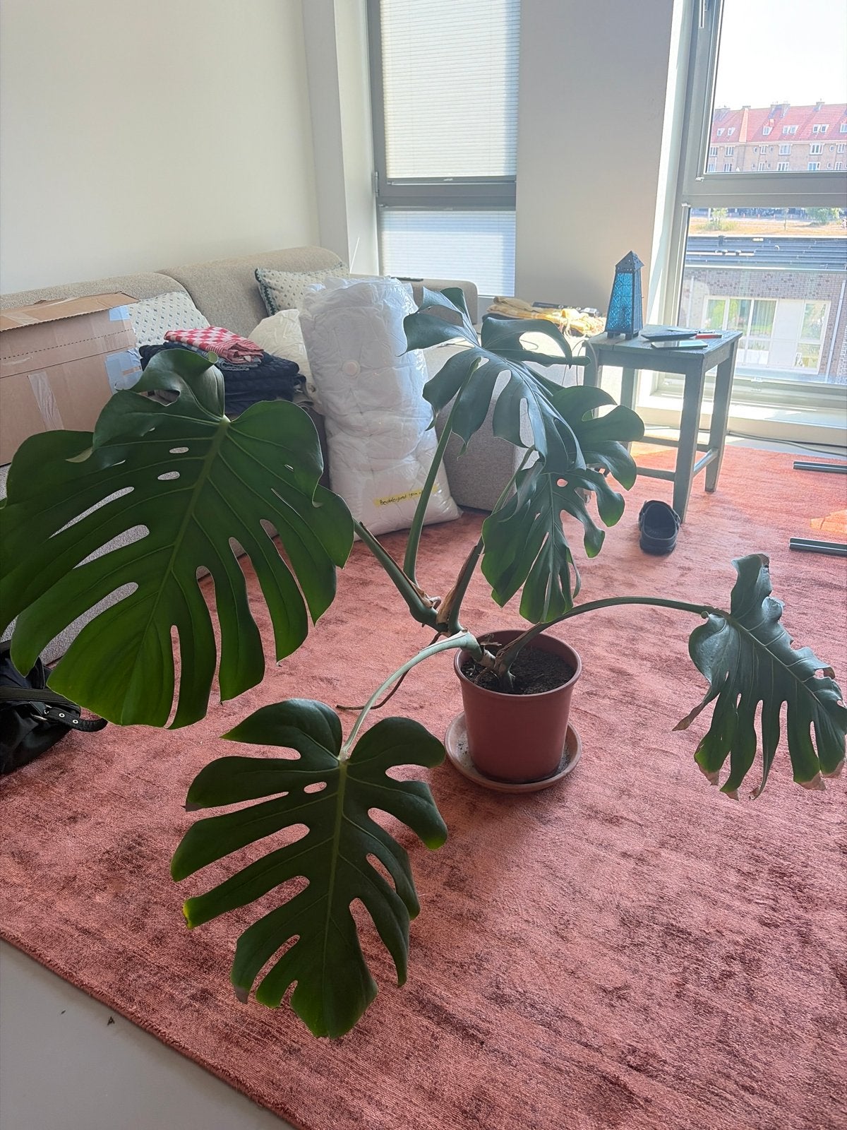 Grote Monstera Deliciosa - Kamerplant, Ophalen, 100 tot 150 cm, Overige soorten, Halfschaduw