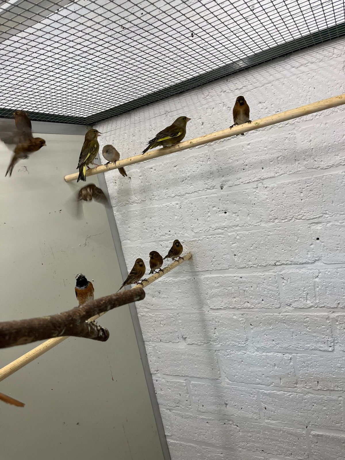Barmsijsjes 2026 8 stuks, Dieren en Toebehoren, Meerdere dieren, Wildzangvogel, Geringd