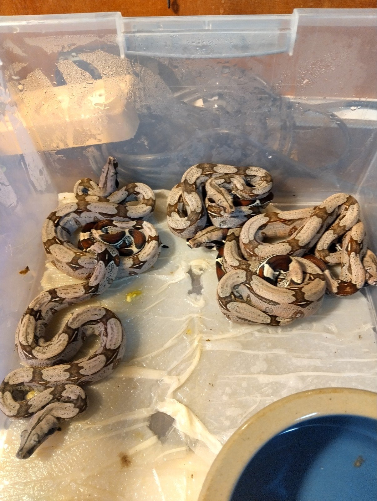 boa constrictor constrictor Frans Guyana aangeboden Boa Constrictor photo 2