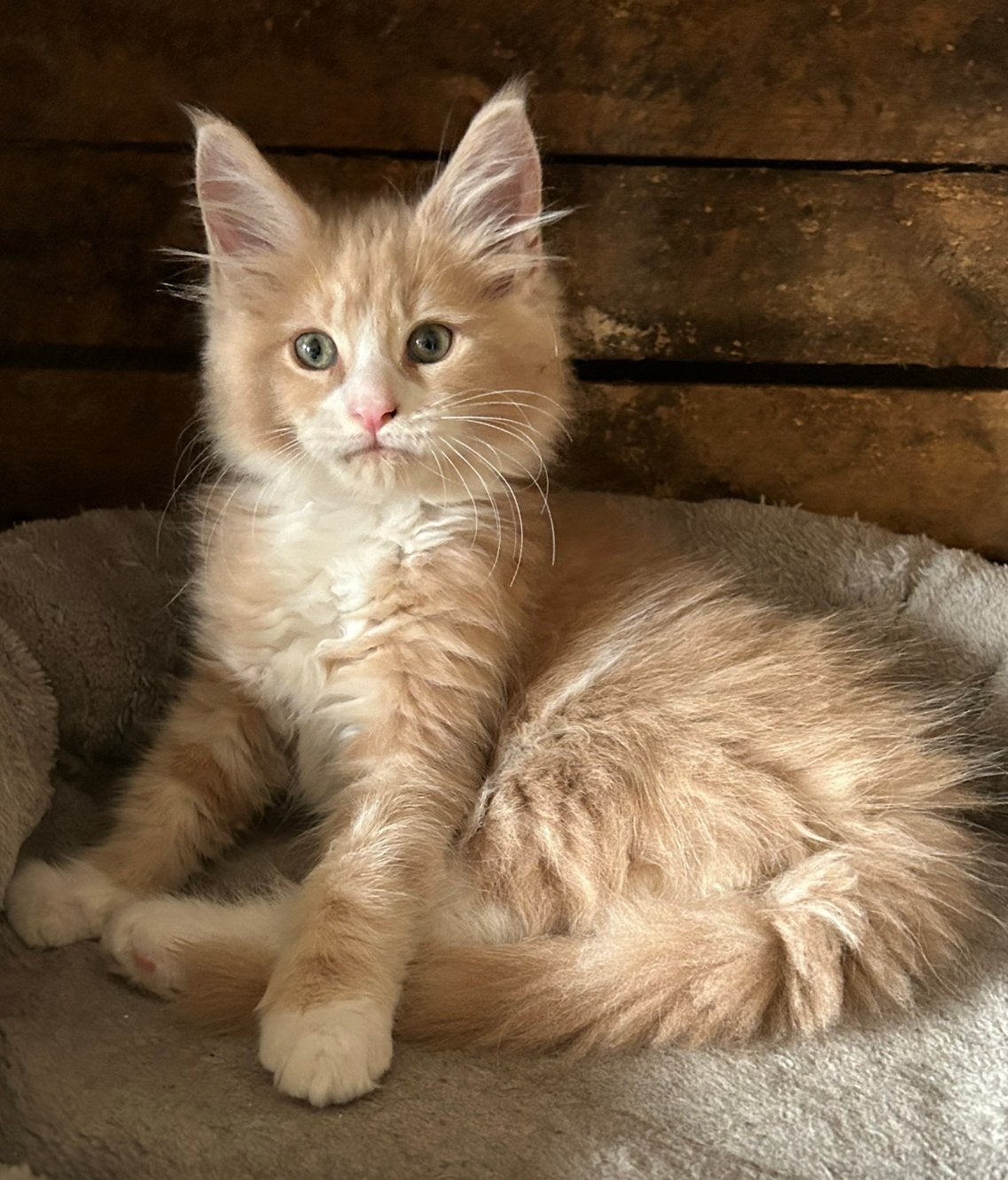 Maine Coon katertje mag verhuizen!, Dieren en Toebehoren, Kater, Ontwormd, 0 tot 2 jaar